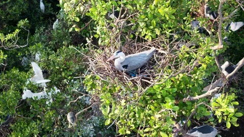 Aerial Drone View Egret Nesting Colony Tanjung Piandang Malaysia Video stock 337725298