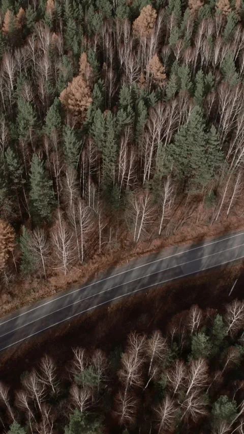 Aerial drone view of empty road along mixed forest in late autumn landscape Stock Footage 335663792