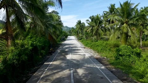 Aerial Drone View of Empty Rural Concrete Road Lined with Coconut Trees Stock Footage 326092211