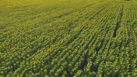 Aerial drone view of endless rows of blooming Common sunflowers in sunny day Stock Footage 157536682