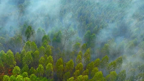 Aerial drone view of a eucalyptus forest fire with smoke. Video stock 333619296