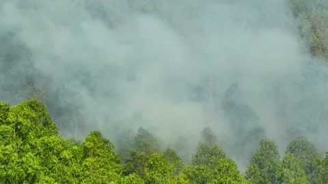 Aerial drone view of a eucalyptus forest fire with smoke. Stock-Footage 333619365