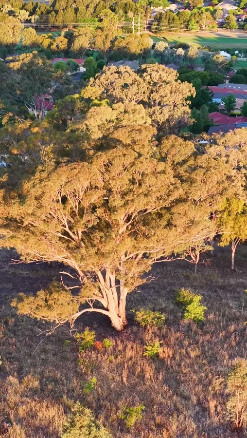 Aerial Drone View of Eucalyptus Gum Tree at Golden Hour Sunset 库存影片 326301084