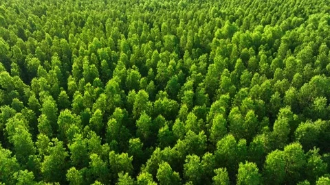 Aerial drone view of a eucalyptus plantation. Vídeos de archivo 339404650