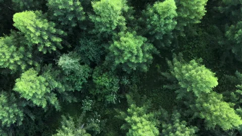 Aerial drone view of evergreen pine forest from above at warm sunny light Stock Footage 279635092