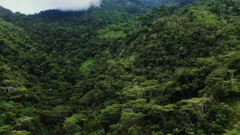 Aerial drone view executing a dynamic dolly zoom (vertigo effect) on lush green Stock Footage 332378462