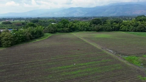 Aerial drone view of expansive plowed agricultural field with fertile soil Stock Footage 307337397