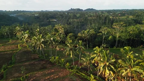 Aerial Drone View of Expansive Rice Fields and Palm Lined Walkway in Rural Bali Video stock 329465675