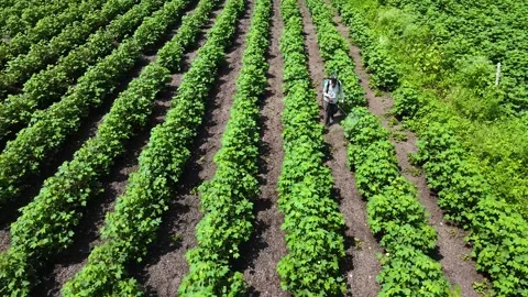 Aerial Drone View of Farmer Spraying Pesticide in Green Crop Field, Gujarat, Stock Footage 340148335