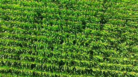 Aerial Drone View Of Field With Maize In Rural Farm Stock Footage 250006478