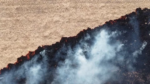 Aerial drone view of fire burning straw in paddy field Video stock 332609652