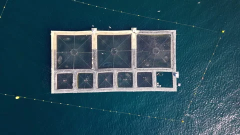 Aerial Drone View of Fish Farm Structure Floating in Blue Sea, Cap d'Antibes Stock Footage 344574660