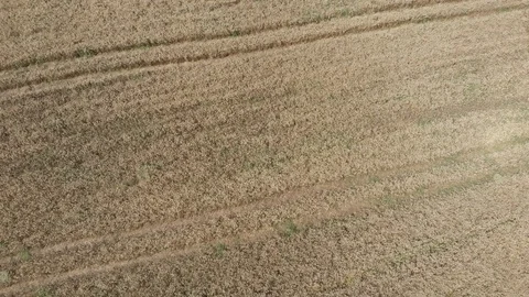 Aerial drone view. Flight above the ripe golden wheat field Stock Footage 97459357