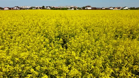 Aerial drone view flight. Flying over the rapeseed field during rapeseed flowers Stock Footage 155172043