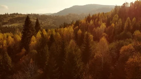 Aerial Drone View: Flight over pine, spruce and deciduous tree forest in Video stock 121756513