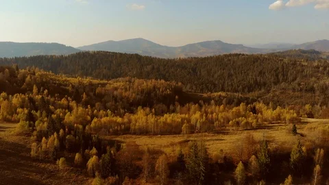Aerial Drone View: Flight over pine, spruce and deciduous tree forest in Stock Footage 121756683