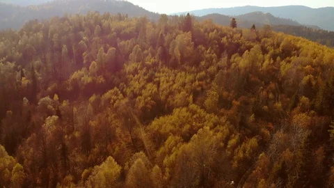 Aerial Drone View: Flight over pine, spruce and deciduous tree forest in Stock Footage 121756987
