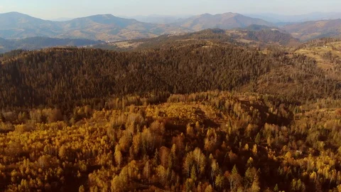 Aerial Drone View: Flight over pine, spruce and deciduous tree forest in Stock Footage 121757114
