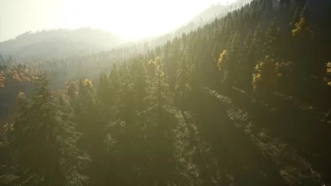 Aerial Drone View Flight over pine tree forest in Mountain at sunset Stock Footage