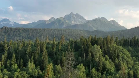 Aerial Drone View Flight over pine tree forest in Mountain at sunset. Arhyz. Vidéo 136729083