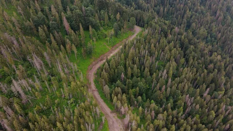 Aerial Drone View: Flight over pine tree forest and country road in sunset soft Stock Footage 137424386