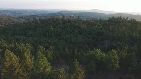 Aerial Drone View Flight over pine tree forest in Mountain 스톡 동영상 140395482