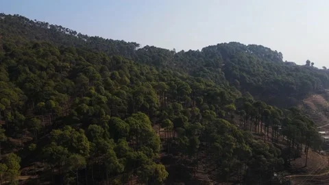 Aerial Drone View Flight over pine tree forest in Mountain at sunrise Stock Footage 149338135