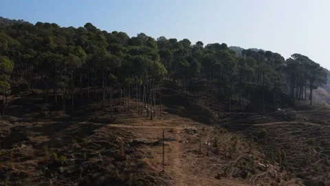 Aerial Drone View Flight over pine tree forest in Mountain at sunrise Stock Footage 149338143