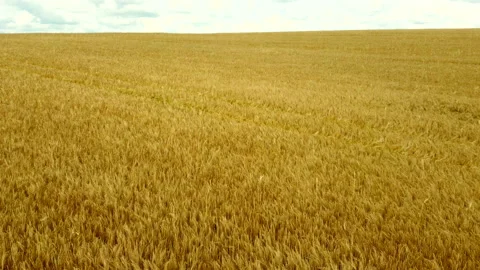 Aerial drone view flight over field of yellow ripe wheat. Horizon skyline. Stock Footage 157612286