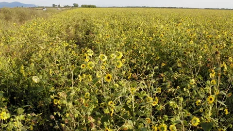 Aerial drone view flight over the field with ripe sunflower heads Stock Footage 160349482