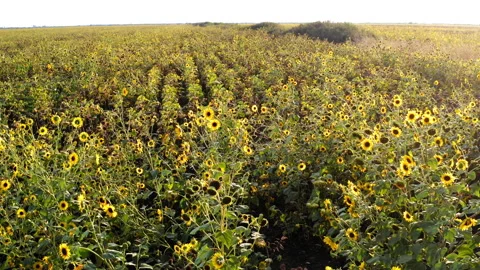 Aerial drone view flight over ver field with ripe sunflower heads Stock Footage 160406098