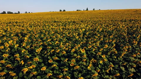 Aerial drone view flight over sunflowers growing on field of sunflowers. Stock Footage 160441218