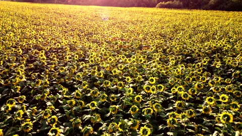 Aerial drone view flight over sunflowers growing on field of sunflowers. Stock Footage 160446177