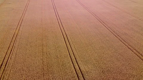 Aerial drone view flight over field of yellow ripe wheat. Ripe harvest Stock Footage 161157384