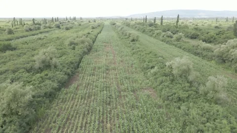Aerial drone view flight over different agricultural fields sown in Samegrelo 스톡 동영상 164883182