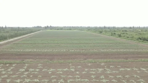 Aerial drone view flight over different agricultural fields sown in Samegrelo Stock-Footage 164885839
