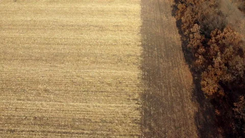 Aerial Drone View Flight Over on Cornfield with Yellow Straw After Harvest Stock Footage 165134901