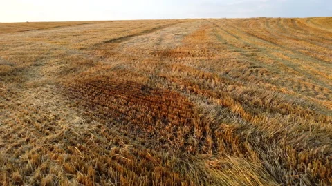 Aerial drone view flight over stalks of mown wheat in wheat field Stock Footage 171445134