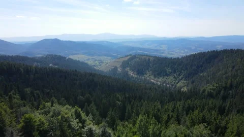 Aerial Drone View Flight over pine tree forest in Mountain Stock Footage 171596676