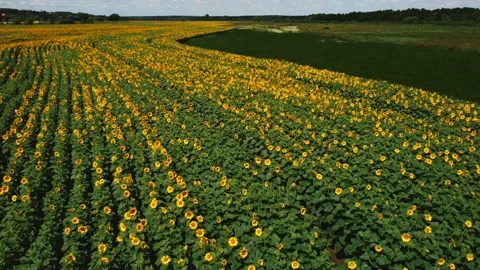Aerial drone view flight over sunflower field on sunny summer day. Stock Footage 172271882