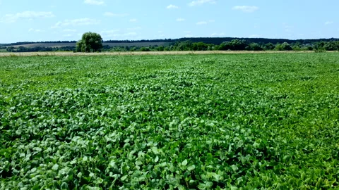 Aerial drone view flight over a field of green grass on a sunny summer day. Stock Footage 189421327
