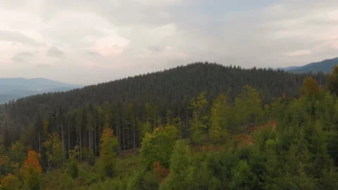 Aerial Drone View Flight over pine tree forest country road in sunset soft light Stock Footage 197500912