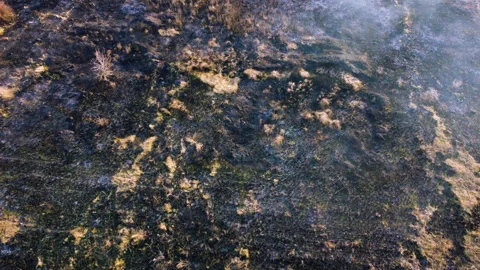 Aerial drone view flight over the black ash of a field of burnt dry grass. Stock Footage 197777260