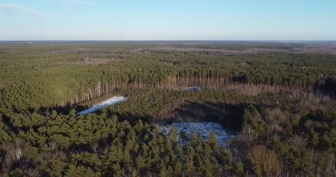 Aerial Drone View Flight over pine tree forest. Clear sky Stock Footage 222962420