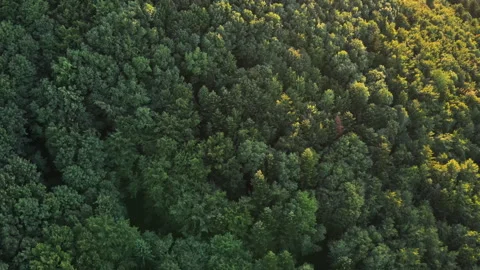 Aerial drone view flight over spruce tree forest in mountains during warm sunset Stock Footage 281404059