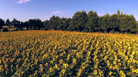 Aerial drone view flight over sunflowers growing on field of sunflowers. Stock-Footage 336584552