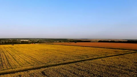 Aerial drone view flight over sunflowers growing on field of sunflowers. Stock-Footage 336584773