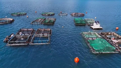 Aerial Drone View of Floating Fish Farm Cages in Blue Sea Stock Footage 337815123