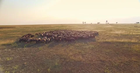Aerial drone view of flock of sheep in Ukrainian prairie steppe Stock Footage 107483637