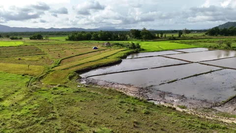 Aerial drone view of flooded paddy seedbeds alongside green rice fields with a Stock Footage 336699309